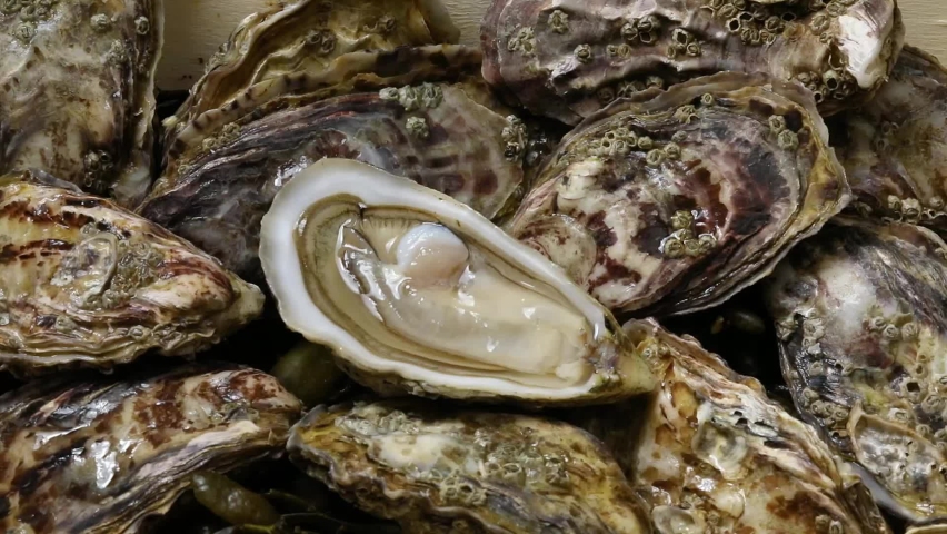 Fresh raw closed Pacific oysters, Japanese oysters, close up and an open one on top Royalty-Free Stock Footage #1068905927