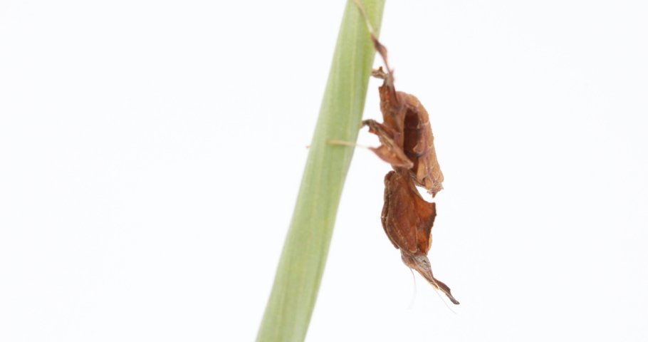An instar 4, Ghost Praying Mantis upside down  on a green shoot, with a white background.