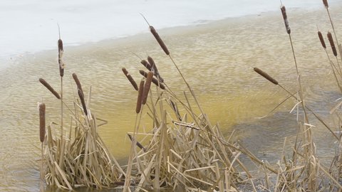 The broadleaf cattail grasses on the side of the ice frozen river in Estonia