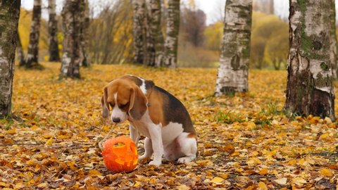 Beagle bring Jack-O-lantern and drop it down, sitting and looking. Autumn season, yellow fallen foliage lie all around. Dog grab pumpkin and run towards camera