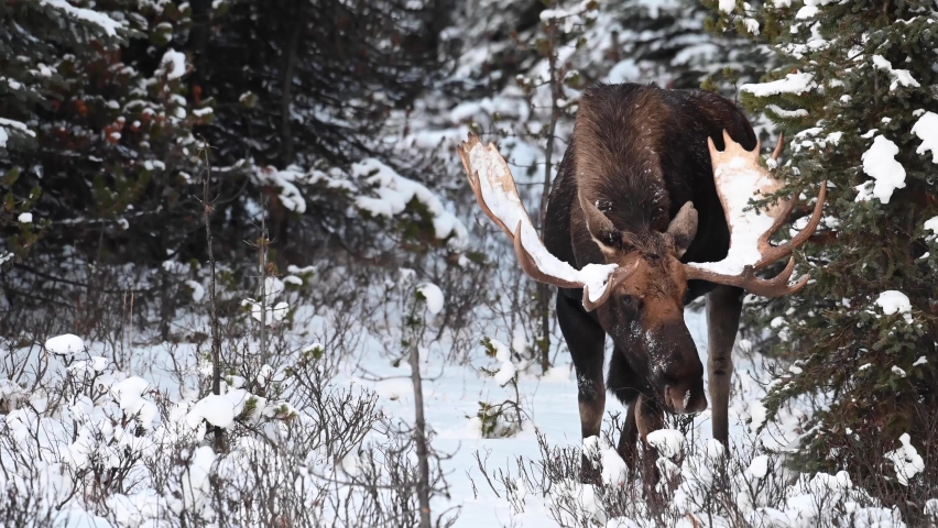 Moose in the Canadian Rockies | Shutterstock HD Video #1068911525