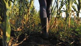 Female feet in rubber boots stepping through the corn stalks on the field at organic farm. Legs of young farmer going among maize stems. Agricultural business concept. Close up Slow motion video.