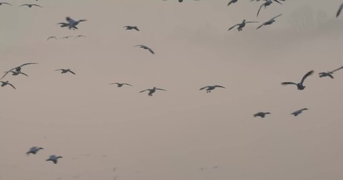 Snow geese on foggy lake at sunrise during spring migration in central Pennsylvania.