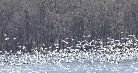 Migrating snow geese on waterfront at Middle Creek Wildlife Management Area in central Pennsylvania at daybreak.