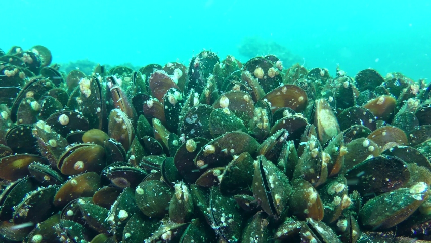 Stone overgrown Mussel (Mytilus edulis) by which the flow carries plankton, medium shot.