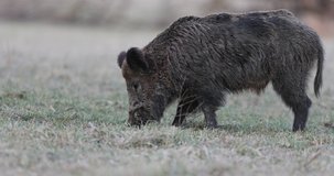 Wild boar (sus scrofa ferus) eating in grass on winter day. Wildlife in natural habitat