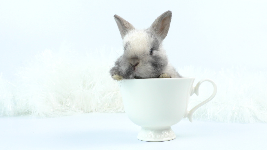 Lovely bunny easter baby rabbit sitting in white coffee cup on white background. Funny relaxing cute fluffy rabbit playful concept. Happy easter day. Royalty-Free Stock Footage #1068918830