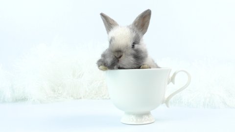 Lovely bunny easter baby rabbit sitting in white coffee cup on white background. Funny relaxing cute fluffy rabbit playful concept.