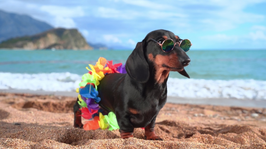 Adorable dog dachshund, black and tan, sit sand at the beach sea on summer vacation holidays, wearing sunglasses and flower hawaiian chain. | Shutterstock HD Video #1068919427