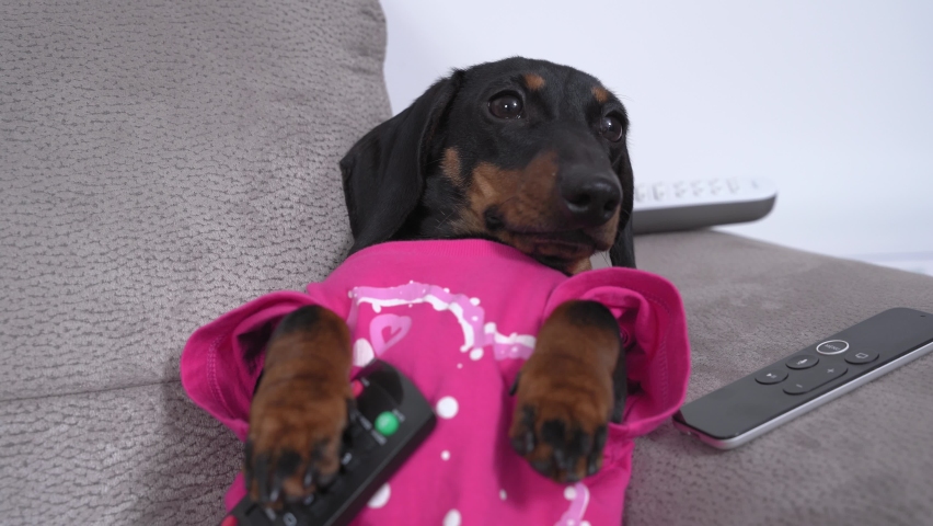 Lazy dachshund puppy is lying on sofa with belly up with remote control on its chest, watching TV and does not want to move even after hearing strange noise. Bad habits and sedentary lifestyle. | Shutterstock HD Video #1068920003