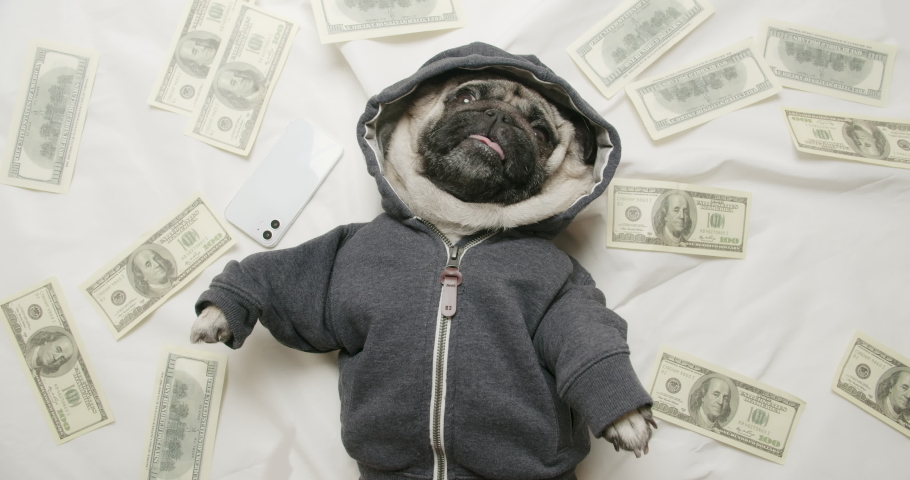 Cute pug dog lying on white bed with lot of money, bunch of fake, souvenir bills. White bedding. Belly up. Portrait. View from above, top view. Funny rich dog concept. Dream to make a lot of money Royalty-Free Stock Footage #1068921473