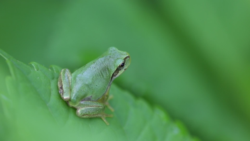 Close up of a green tree frog on the swaying leaves.