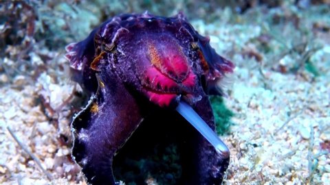 
Flamboyant Cuttlefish (Metasepia pfefferi) Feeding - Close Up - Philippines