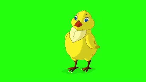 Little yellow chicken stands and pecks. Handmade animated 4K footage isolated on green screen