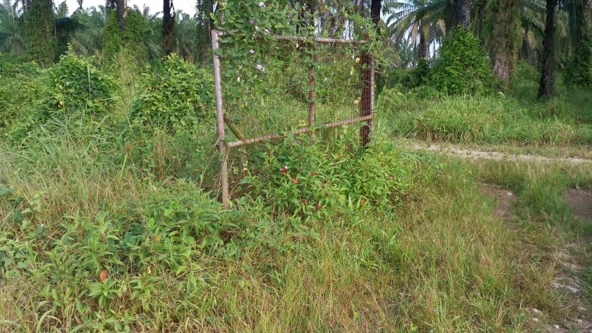 the old rusty gate crawling with wild centrosema weed.