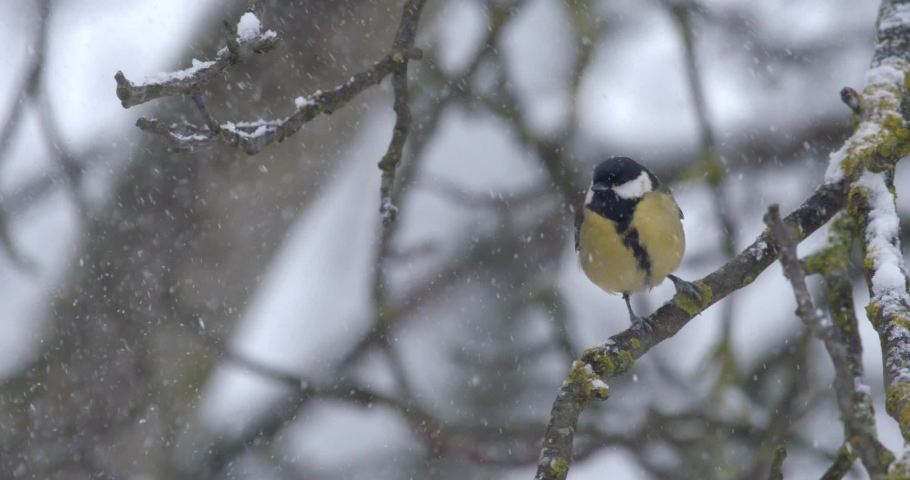 The great tit is sitting on the branch in winter | Shutterstock HD Video #1068928148
