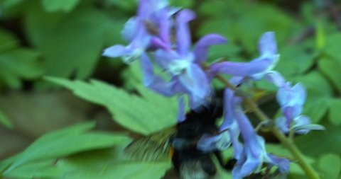 Pollination of the fumewort (Corydalis solida) by the bumbleebee in early spring