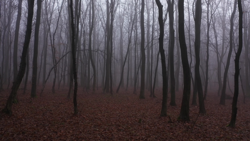 Walking in scary horror fog forest at the evening. First person aerial view. | Shutterstock HD Video #1068930482