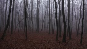 Walking in scary horror fog forest at the evening. First person aerial view. - Powered by Shutterstock - Get 15% off with code: PIKWIZARD15