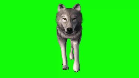 Wolf Walking on Green Screen