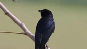 black drongo (Dicrurus macrocercus) is sitting isolated 120fps slow motion