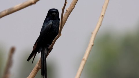 black drongo (Dicrurus macrocercus) is sitting isolated 120fps slow motion