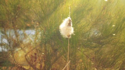 Flying Seeds of a cattail (Typha latifolia)
