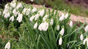 white snowdrop flowers in the wind