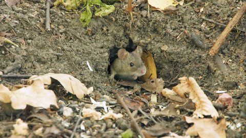 Field mouse sit in forest. Hungry rodent eat. Lunar horoscope sign 2020. Chinese symbol for NY