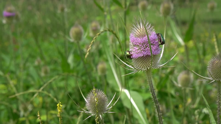 Two beetles (green rose chafer) on a wild lilac flower (wild teasel)