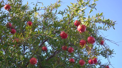 Riping red pomegranate fruits hanging on tree branches in sunny sunrise or sunset garden isolated on blue sky background