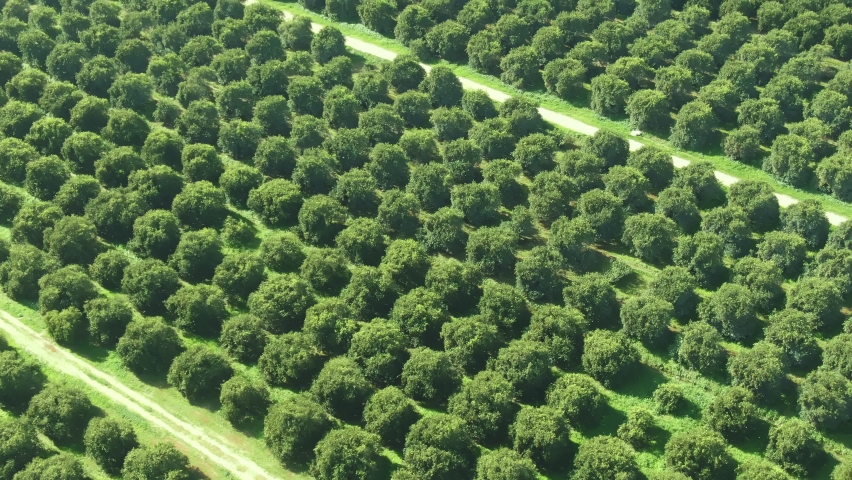 citrus trees aerial view. orange, lemon and lime trees, agriculture industry in Turkey. citrus orchards harvest. beautiful aerial view of countryside landscape, agricultural fields in Mediterranian Royalty-Free Stock Footage #1068940634