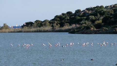Wild flock of pink flamingos feeding and standing in shallow coastal lagoon close to beach in Sardinia, Italy