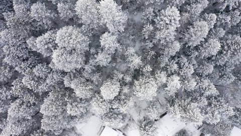 Aerial overhead view of snow covered pine trees after cold, icy snow storm in Colorado in the winter