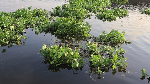 Water hyacinth (Eichhornia crassipes) green leaves floating and moving on water surface in the canal closeup.