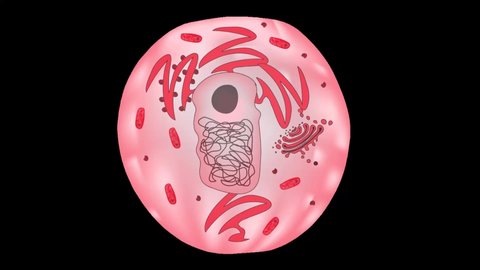 Biological animation of typical animal cell