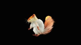 White squirrel Dance CG fur 3d rendering animal realistic CGI VFX Animation Loop  composition 3d mapping cartoon, Included in the end of the clip with Alpha matte.
