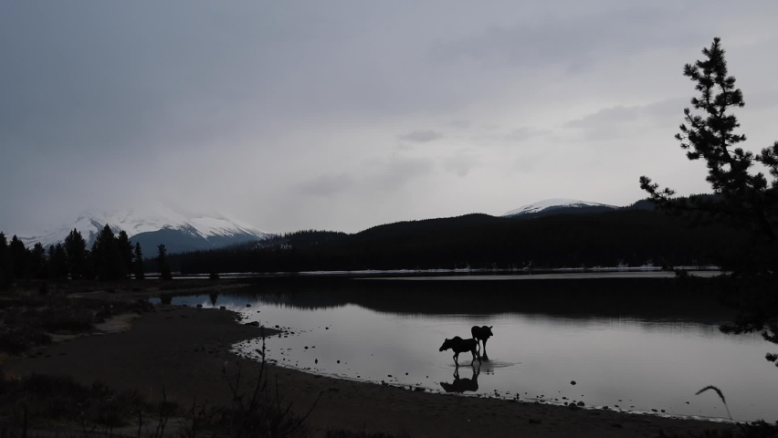 Moose in the Canadian Rockies