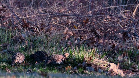 quail covey scour grass foraging for food