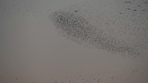 Flock of Starling chased by a peregrine falcon in the centre of Rome
