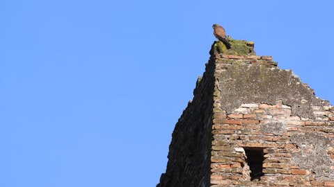 A male eurasian kestrel (Falco tinnunculus) standing on the ancient monument of the Roman Forum, Rome, Italy