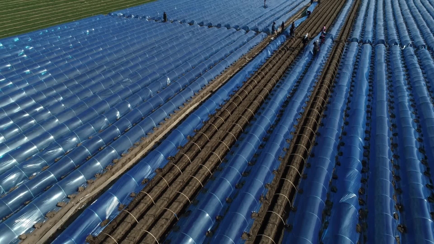 Farmers are planting ginger covered with plastic film, North China