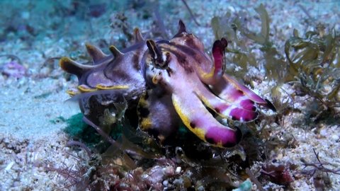 
Flamboyant Cuttlefish (Metasepia pfefferi) Roaming the Bottom - Philippines