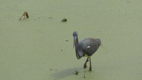 Little blue heron seen in the Florida Everglades