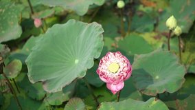 A beautiful pink Indian lotus (Nelumbo nucifera) in Bangkok, Thailand