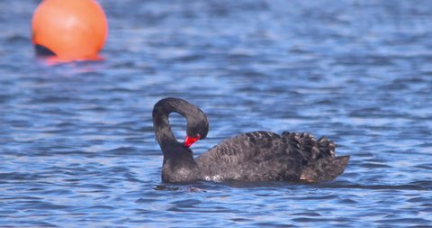 Black swan preening feathers with red beak on lake slow motion.
