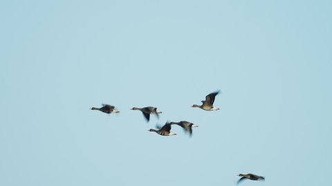 A flock of Greater white-fronted goose flight