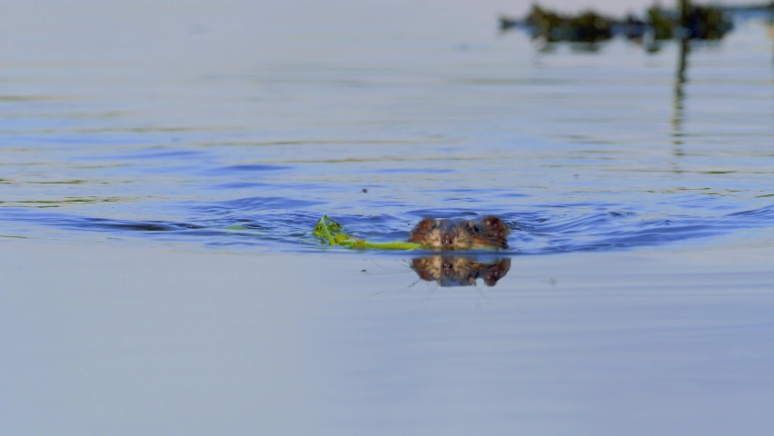 The muskrat (Ondatra zibethicus) in natural habitat swimming in the river
