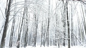 Beautiful and calm forest during a heavy snow season. Bare tree contrast with the white of the scene.