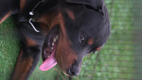 Handsome Rottweiler dog portrait. Close up view. Vertical video.